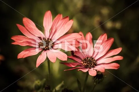 Red african daisy Stock Photos