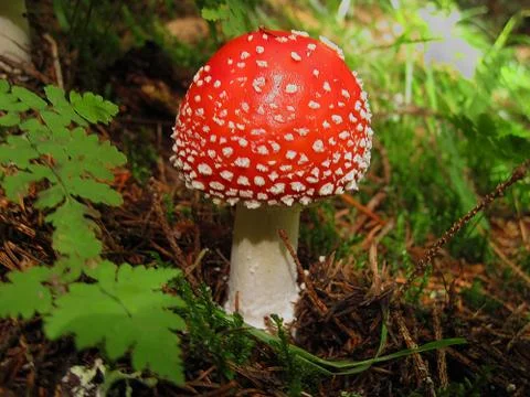 Red agaric toadstood mushroom in grass Stock-Fotos