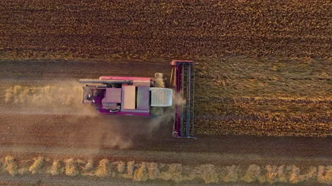 Red agricultural combine harvests wheat in cloud of dust on large field. Dron Stock-Footage 157745815