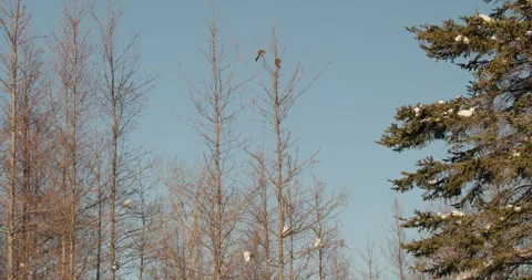 Red aka Pine Squirrel Pair of Squirrels Feeding High In Tamarack Tree in Winter Stock Footage 245523251