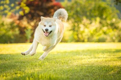 Red Akita Inu dog running wildly in a park with open mouse. Stock Photos