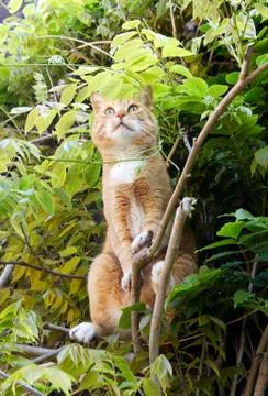 Red alert cat in tree Stock Photos
