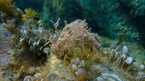 Red algae Amphiroa rigida undersea, Ligurian Sea Stock-Fotos
