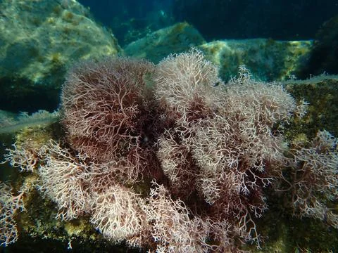 Red algae Amphiroa rigida undersea, Ligurian Sea Stock Photos