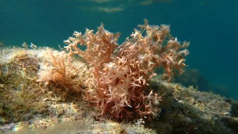 Red algae Amphiroa rigida undersea, Ligurian Sea Foto stock