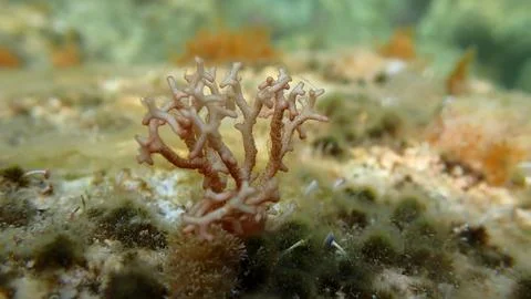 Red algae Amphiroa rigida undersea, Ligurian Sea Stock-Fotos
