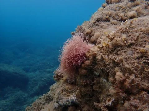 Red algae Amphiroa rigida undersea, Ligurian Sea Stock Photos