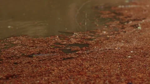 Red algae and fallen petals covering muddy pond edge at water surface Stock Footage 337777221