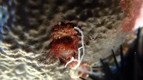 Red algae and polychaete tentacles undersea, Aegean Sea Foto stock