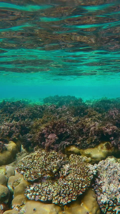 Red algae are taking over coral reef, changing its ecosystem and killing corals Stock Footage 328415742