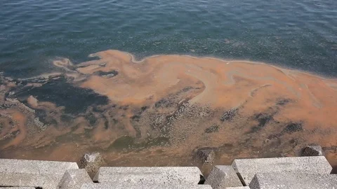 Red algae blooms in a sea Stock Footage 77326181