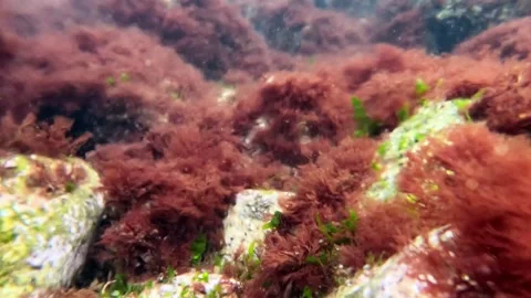 Red algae Ceramium rubrum swaying underwater in clear transparent water on .. Stock Footage 326442285