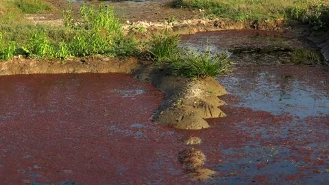 Red Algae Covered Shallow Pond With Muddy Banks Stock Footage 327920269