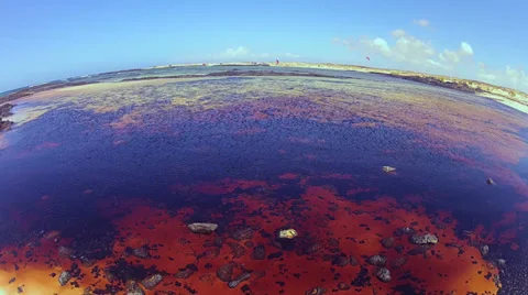 Red algae on the El Cotillo sea, Fuerteventura, Canary Islands Stock Footage 36319578