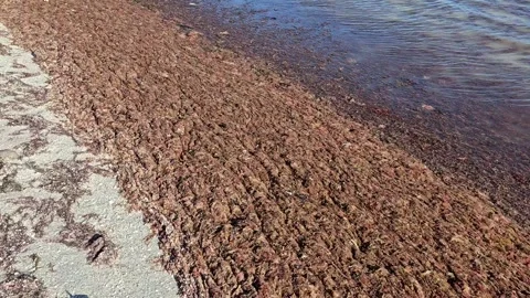 Red algae filled beach walking by ocean perspective Stock Footage 330092232