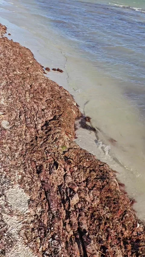 Red algae filled beach walking by ocean perspective vertical video Stock Footage 330317297