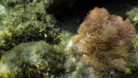 Red Algae Stock Video Footage | Royalty Free Red Algae Videos | Pond5