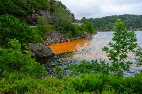 Red algae in a small bay Stock Photos