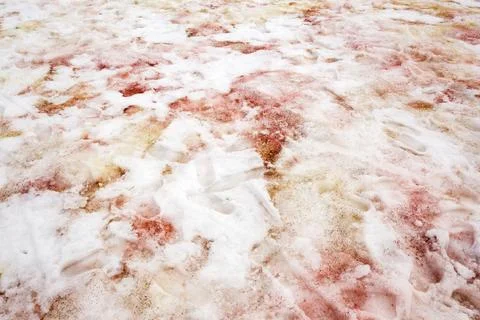 Red algae in snow at Base Orcadas, an Argentine scientific station in Antarct Foto stock