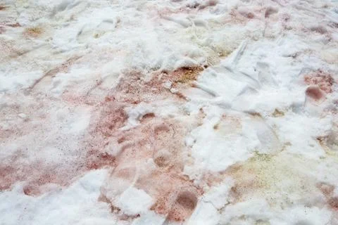 Red algae in snow at Base Orcadas, an Argentine scientific station in Antarct Foto stock