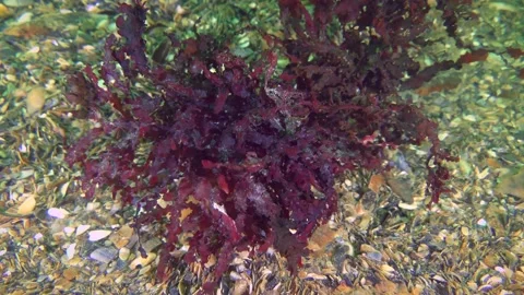 Red algae sways to the beat of the waves on the seabed. Stock Footage