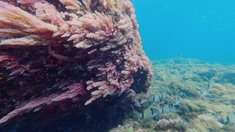 Red algae in an underwater landscape of Mediterranean Sea Stock Footage 332166778