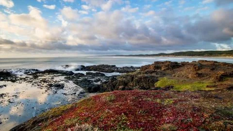 Red algae washed ashore from the ocean Stock Photos