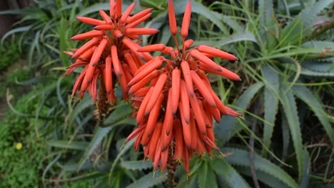Red Aloe Blooms 库存影片 325872070