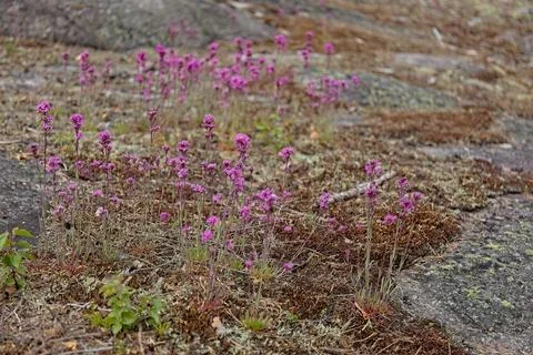 Red Alpine catchfly. Foto stock