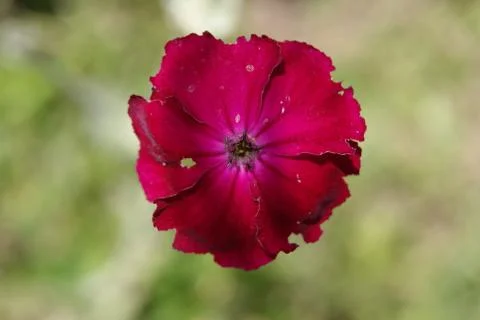 Red alpine Flower Фото