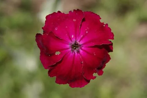 Red Alpine Flower Stock Photos