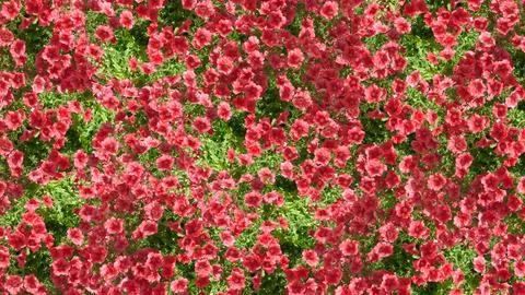 Red althea flowers background Stock Illustration
