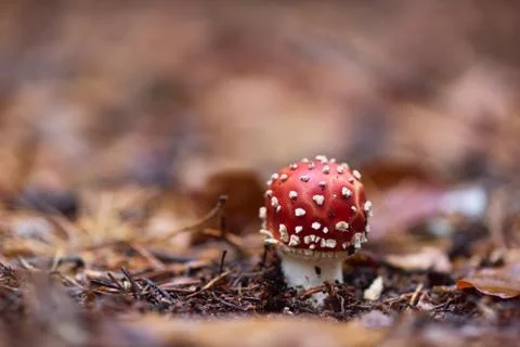 Red Amanita mushroom, poisonous organism, close up shot in forest Stock Photos