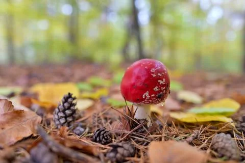 Red Amanita mushroom, poisonous organism, close up shot Stock Photos