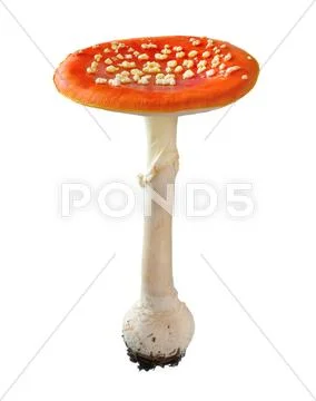 Red amanita Stock Photos