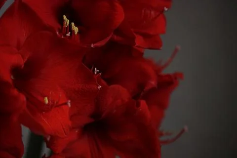 Red amaralis flower on a gray background Stock Photos
