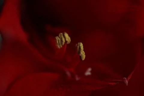 Red amaralis flower on a gray background Stock Photos