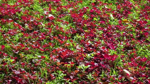 Red amaranth is being cultivated in the field. Stock Footage 341967445