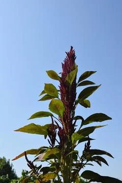 Red amaranth blooms close-up on aphids of the blue sky. 写真素材