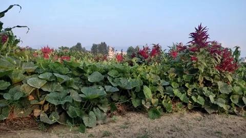 Red Amaranth Video stock 283535567