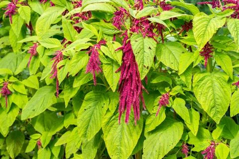 Red Amaranth in full bloom growing in the garden Stock Photos