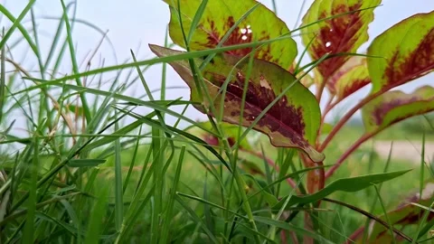 Red Amaranth Leaves Growing Behind Green Lawn Turf Stockbeeldmateriaal 341871324