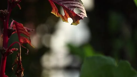 Red Amaranth Leaves with Soft Background in Natural Light Stock Footage 325419093