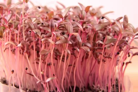 Red Amaranth Microgreens Foto stock