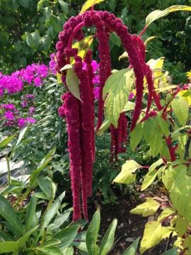 Red amaranth Stock Photos