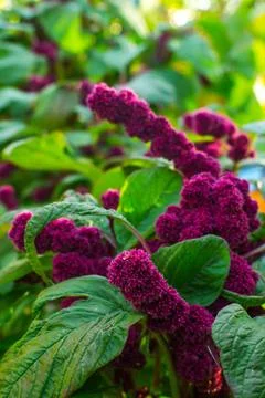 Red amaranth Stock Photos