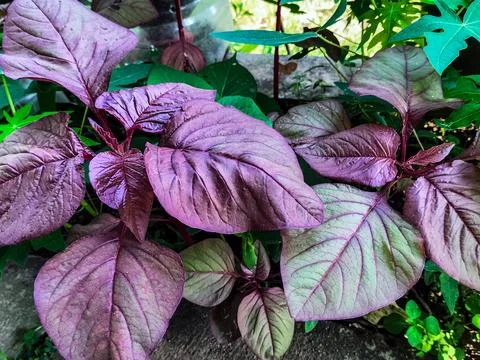 Red Amaranth Stock Photos