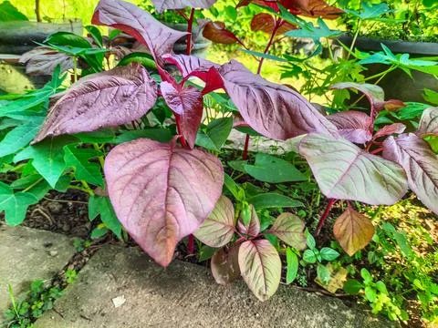 Red Amaranth Stock Photos