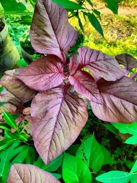 Red Amaranth Stock Photos