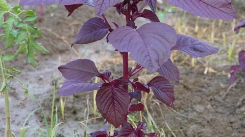 Red amaranth plant Stockbeeldmateriaal 332557041